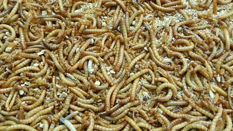 Larva insect Video stock 153392284