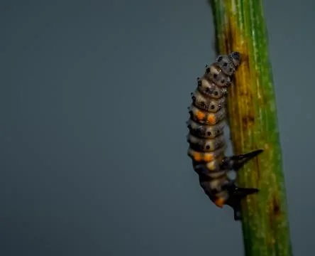Larva of lady beetle Foto stock