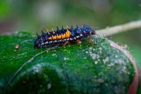 Larva of a ladybird on a leaf in spring Stock Photos