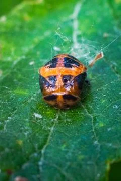 Larva of a ladybird on a leaf in spring Stock Photos