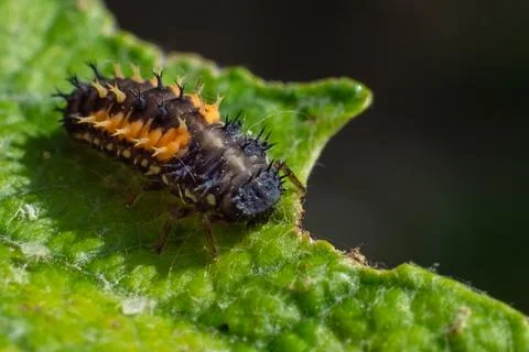 Larva of a ladybird on a leaf in spring Stock Photos