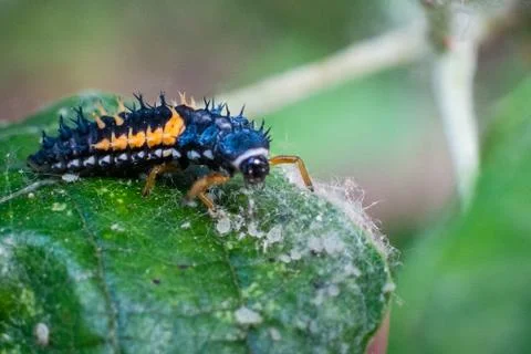 Larva of a ladybird on a leaf in spring Stock Photos