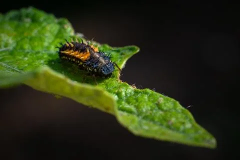 Larva of a ladybird on a leaf in spring 스톡 사진