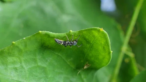 Larva of Ladybug on leaves. Stock-Footage 105438019