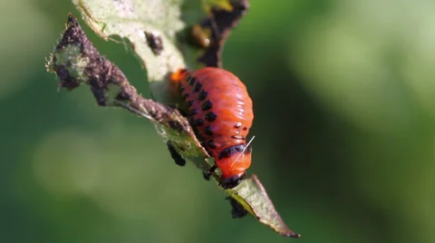 Larva Leptinotarsa decemlineata Stock Footage 33376424