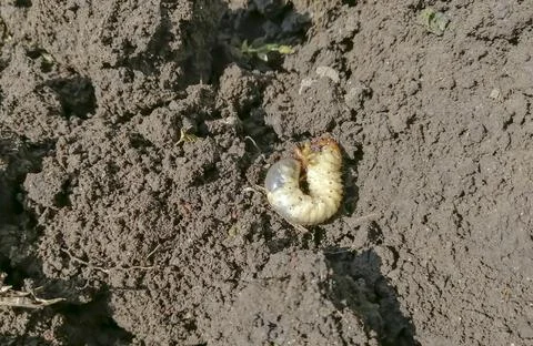 The larva of the May beetle in the ground. Digging the garden - pests - beetl Stock Photos