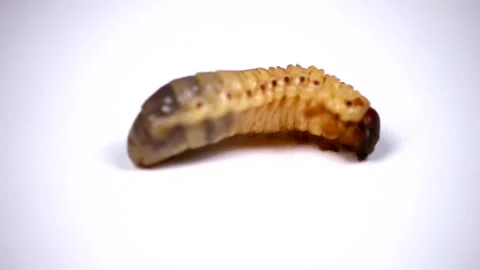 Larva of the May beetle isolated on white background. Stock Footage 154814269