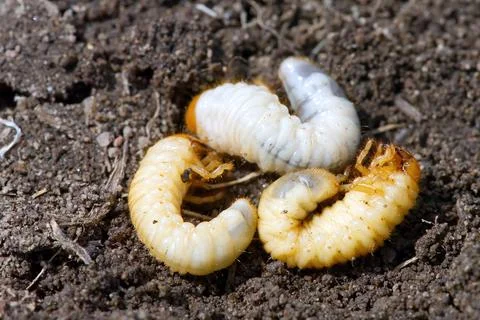 The larva of the may beetle. May Bug Melolontha Stock Photos