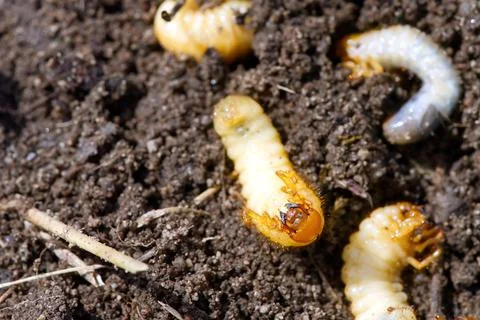 The larva of the may beetle. May Bug Melolontha Stock Photos