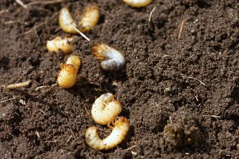 The larva of the may beetle. May Bug Melolontha Stock Photos