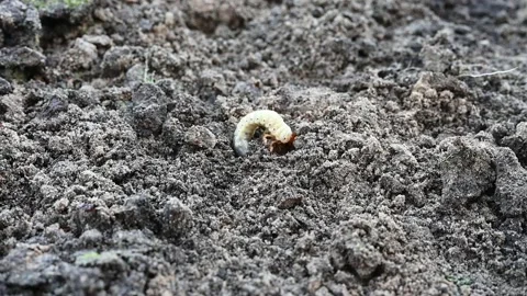The larva of the may beetle or cockchafer bug on the loosened soil spring Stock Footage 148256182