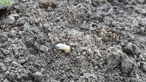 The larva of the may beetle or cockchafer bug on the loosened soil spring Stock Footage 148256300