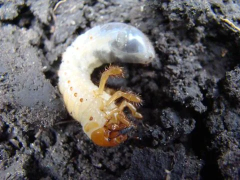 Larva of the may beetle Stock Photos