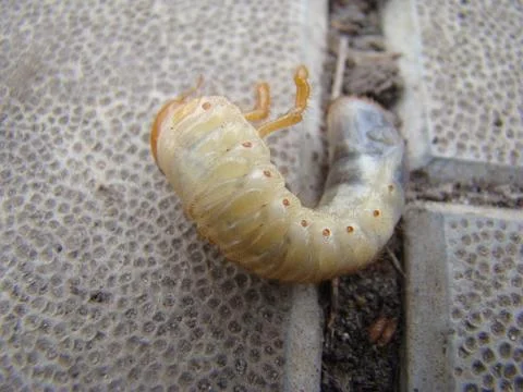 Larva of the may beetle Stock Photos