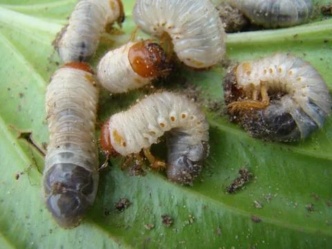 Larva of the may beetle Stock Photos
