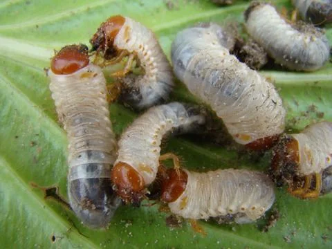 Larva of the may beetle Photos
