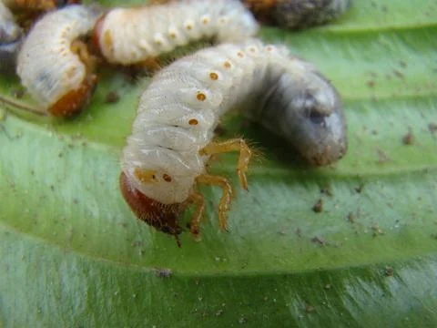Larva of the may beetle Stock-Fotos