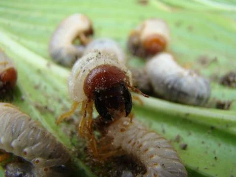 Larva of the may beetle Stock Photos