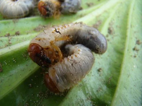 Larva of the may beetle Stock-Fotos