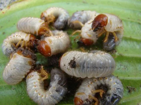 Larva of the may beetle Foto stock