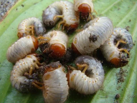 Larva of the may beetle Stock Photos