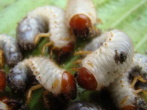 Larva of the may beetle Foto stock