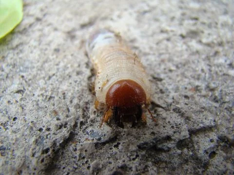 Larva of the may beetle Stock Photos