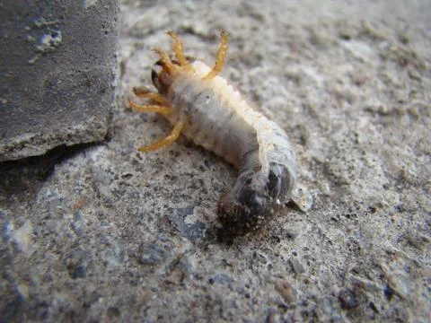 Larva of the may beetle Stock Photos