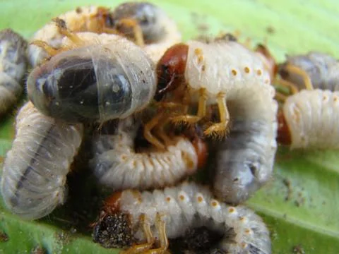 Larva of the may beetle Foto stock