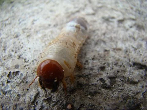 Larva of the may beetle Stock Photos