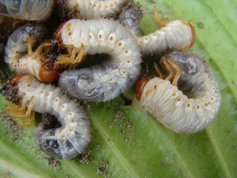 Larva of the may beetle Stock Photos