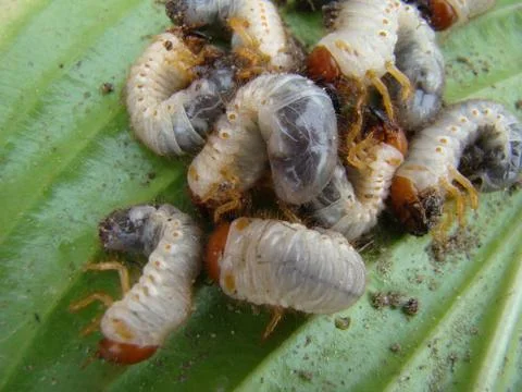 Larva of the may beetle Stock-Fotos