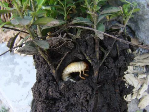 Larva of the may beetle Foto stock