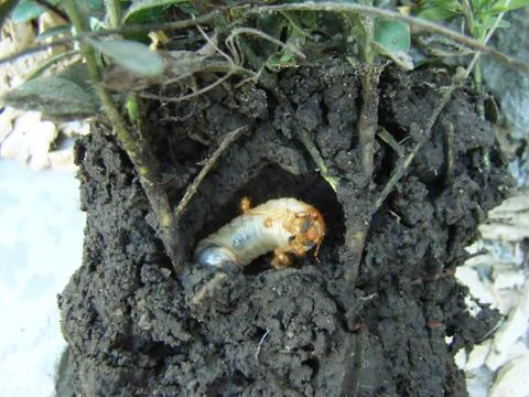 Larva of the may beetle Stock Photos