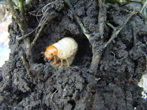Larva of the may beetle Stock Photos
