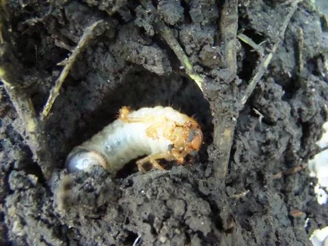 Larva of the may beetle Stock Photos