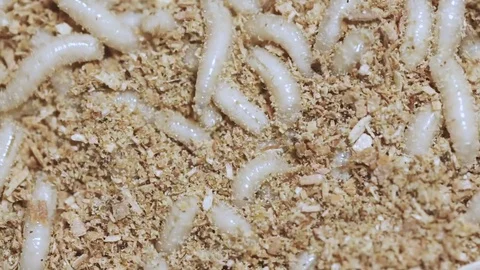 Larva of a meat fly in sawdust, close-up. Stock Footage 82263553