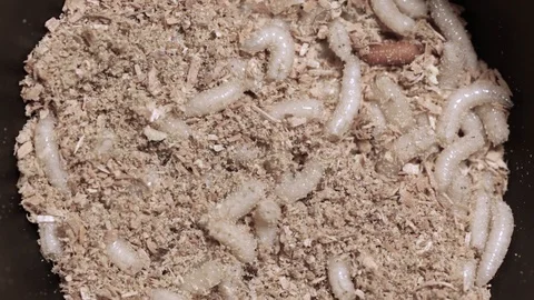 Larva of a meat fly in sawdust, close-up. Stock-Footage 92580331