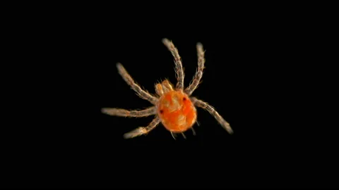 Larva Mite(Acari) Anystis sp. under the microscope, the Anystidae family, preys Stock Footage 134473885