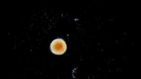 Larva of mollusca Polyplacophora under a... | Stock Video | Pond5