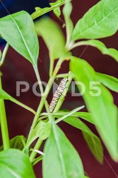 Larva of Monarch butterfly (Danaus plexippus) , Costa Rica Stock Photos