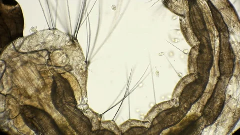 Larva of a mosquito under a microscope Stock Footage 89383821