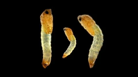Larva of a mosquito under a microscope, order Diptera, an adult mosquito wi.. Stock Photos