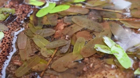 Larva of mosquito In water Video stock 202055133