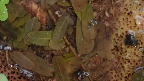 Larva of mosquito In water Video stock 202055147