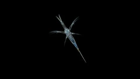 Larva nauplius Copepoda under a microscope, family Pontellidae, order Calan.. Stock Photos