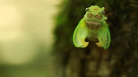 Larva of  newborn cicada on  tree trunk Stock Footage 87751151
