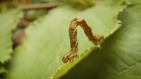 Larva of the oak tree pug moth (Eupithecia dodoneata) in natural environment 動画素材 343124568