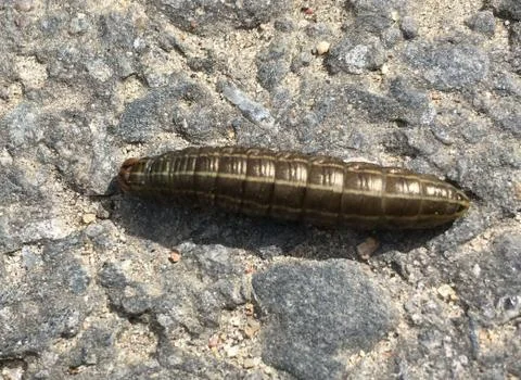 Larva on Old Asphalt Stock Photos