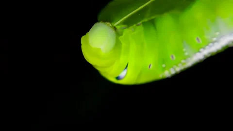 Larva of the Oleander Hawk Moth, or The Gardinia Hawk Moth.,Black background Stock Footage 130685370